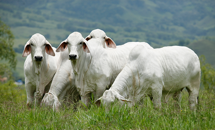 Ganado Brahman